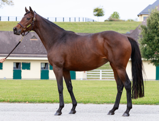 Group 1 success in Australia for an Aga Khan family