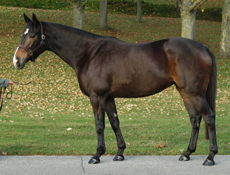 DAJARIYDA                     