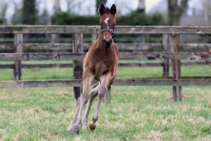 N.25 f. Vadeni x Zannda, bred by Ennistown Stud