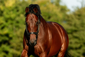 Zarak