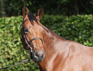 Sea The Stars in demand at Goffs Orby