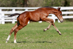 N.25 c. Vadeni x Candala, bred by the Aga Khan Studs