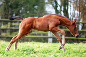 N.25 c. Erevann x Cythere, bred by Ecurie J.L. Tepper