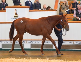 Sea The Stars établit un prix record