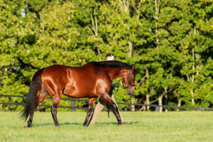 Zarak