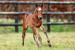 N.25 c. Vadeni x Val Bever, bred by Haras de Saint Julien and Regula Vannod