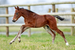 N.25 c. Erevann x Tossoff, bred by Haras d'Ombreville
