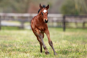 N.25 c. Vadeni x Val Bever, bred by Haras de Saint Julien and Regula Vannod