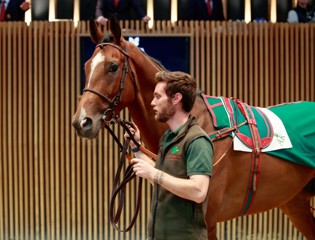 16 prospects pour la course et l’élevage présentés à la Vente d’Eté Arqana