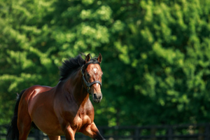 A Stakes winner at two, a Classic winner and Cartier Champion at three.