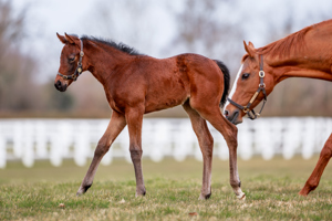 N.25 f. Erevann x Daryakana, bred by H.H. the Aga Khan's Studs