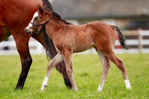 N.25 c. Vadeni x Rue Des Irlandais, bred by Stallions Group