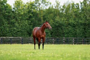A Group 2 winning and Group 1 placed miler, son of champions Dubawi and Ervedya.
