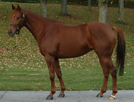 DARKOVA                       