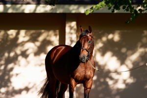 Zarak