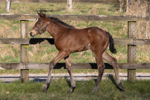 N.25 f. Vadeni x Behnasa, bred by Westerberg Ltd and WH Bloodstock