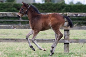 N.25 f. Vadeni x Zannda, bred by Ennistown Stud