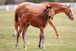 N.25 f. Erevann x Daryakana, bred by H.H. the Aga Khan's Studs