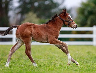 First foals for Vadeni and Erevann