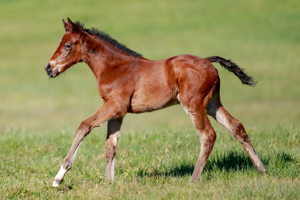 N.25 c. Vadeni x Sansibara, bred by Haras de Montaigu and Thierry Storme
