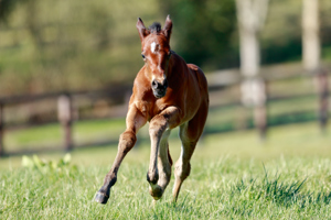 N.25 c. Vadeni x Sansibara, bred by Haras de Montaigu and Thierry Storme