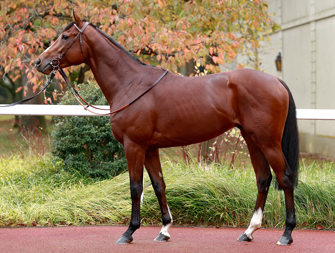 Elbaz, a striking chestnut colt born in 2021, offered for sale by Aga Khan Studs, showcasing exceptional pedigree and potential for success in racing and breeding.