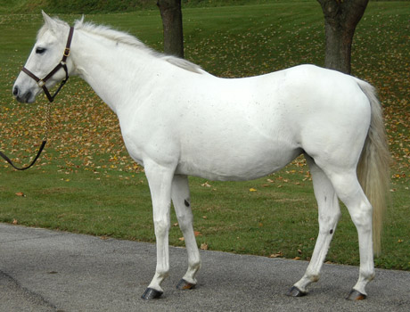 DIAMILINA                     