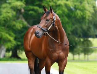 Prix de saillie des étalons Aga Khan pour 2026