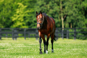 A Stakes winner at two, a Classic winner and Cartier Champion at three.