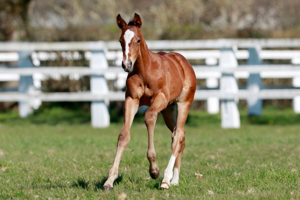 N.25 c. Vadeni x Candala, bred by the Aga Khan Studs
