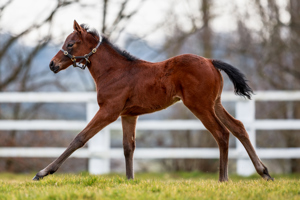 N.25 f. Erevann x Daryakana, bred by H.H. the Aga Khan's Studs