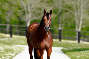 A Group 2 winning and Group 1 placed miler, son of champions Dubawi and Ervedya.
