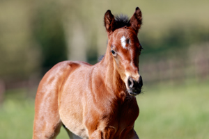 N.25 c. Vadeni x Sansibara, bred by Haras de Montaigu and Thierry Storme