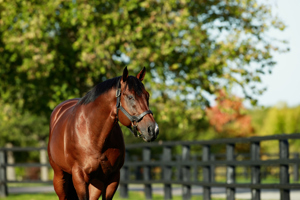 The leading French sire and the leading sire of milers in Europe in 2023.