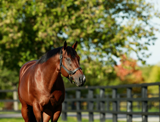 Trio of Arc winners crown stellar Siyouni book