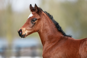 N.25 c. Vadeni x Val Bever, bred by Haras de Saint Julien and Regula Vannod