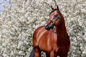 The leading French sire and the leading sire of milers in Europe in 2023.