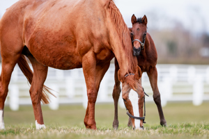 N.25 f. Erevann x Daryakana, bred by H.H. the Aga Khan's Studs