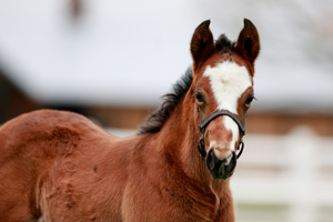 N.25 c. Vadeni x Rue Des Irlandais, bred by Stallions Group