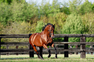The leading French sire and the leading sire of milers in Europe in 2023.