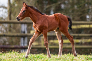 N.25 c. Erevann x Cythere, bred by Ecurie J.L. Tepper