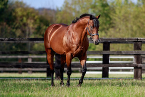 The leading French sire and the leading sire of milers in Europe in 2023.