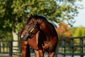 The leading French sire and the leading sire of milers in Europe in 2023.