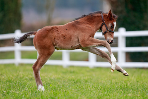 N.25 c. Vadeni x Rue Des Irlandais, bred by Stallions Group