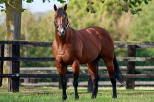 The leading French sire and the leading sire of milers in Europe in 2023.