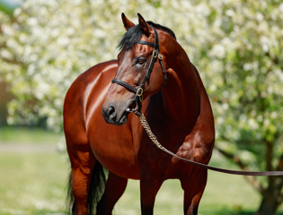 Two Stakes successes in a day for Zarak