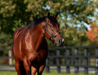 Group 1 sires to the fore at Arqana