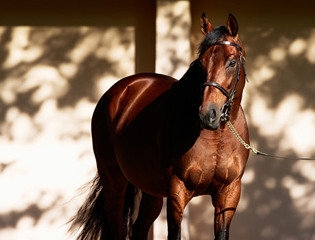 Strong start to the season for Zarak