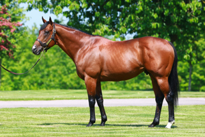 The leading French sire and the leading sire of milers in Europe in 2023.