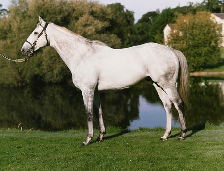 DAYLAMI                       
